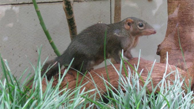 树鼩(据Wikipedia)