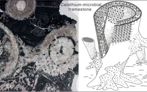 4.4亿年前地球上的生物礁主要由瓶筐石构成