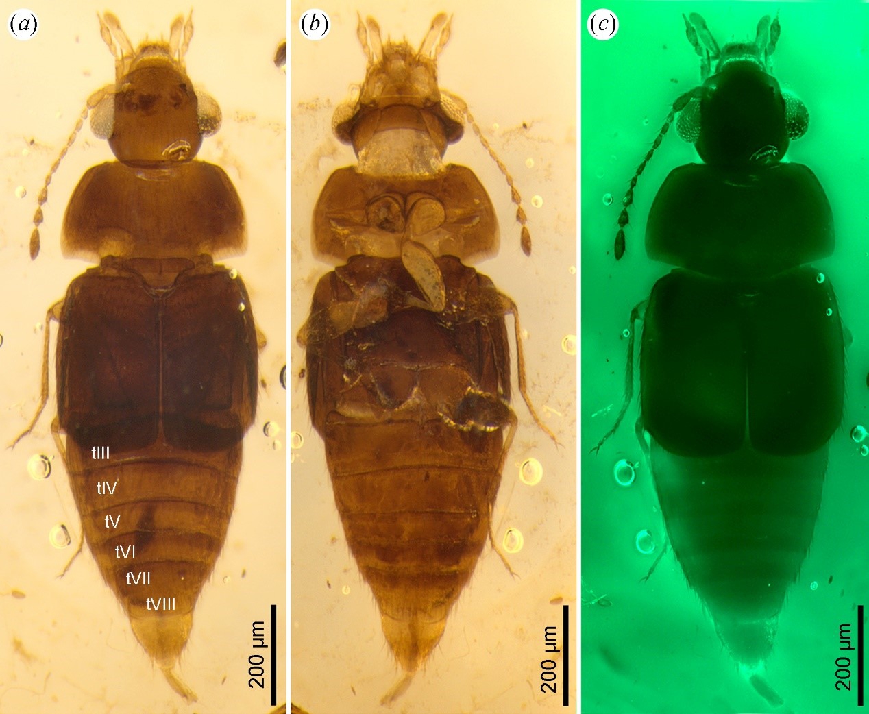 白垩古原隐翅虫
