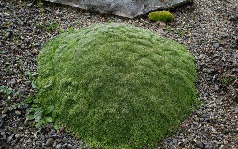 6000米高原上的植物