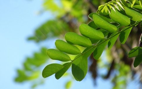 植物叶性状可指示干旱区植被的地带性分布