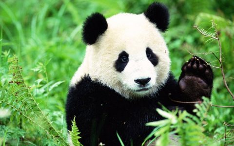 野生大熊猫栖息地不能太小