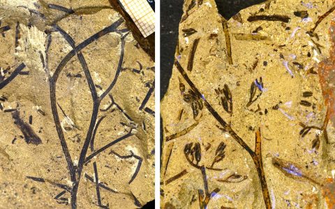 新疆中泥盆世发现具过渡演化特征的微小真叶植物