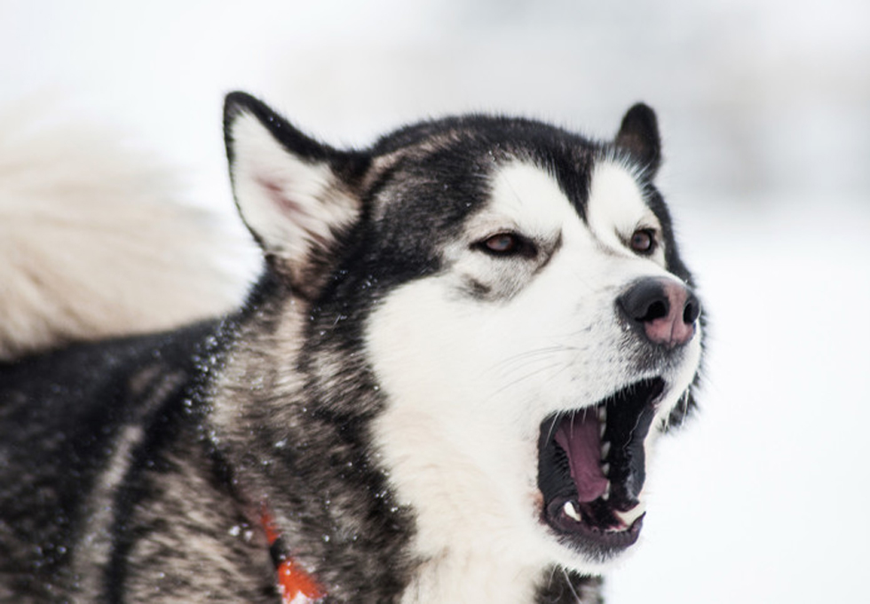 你是如何和你的爱犬交流的?