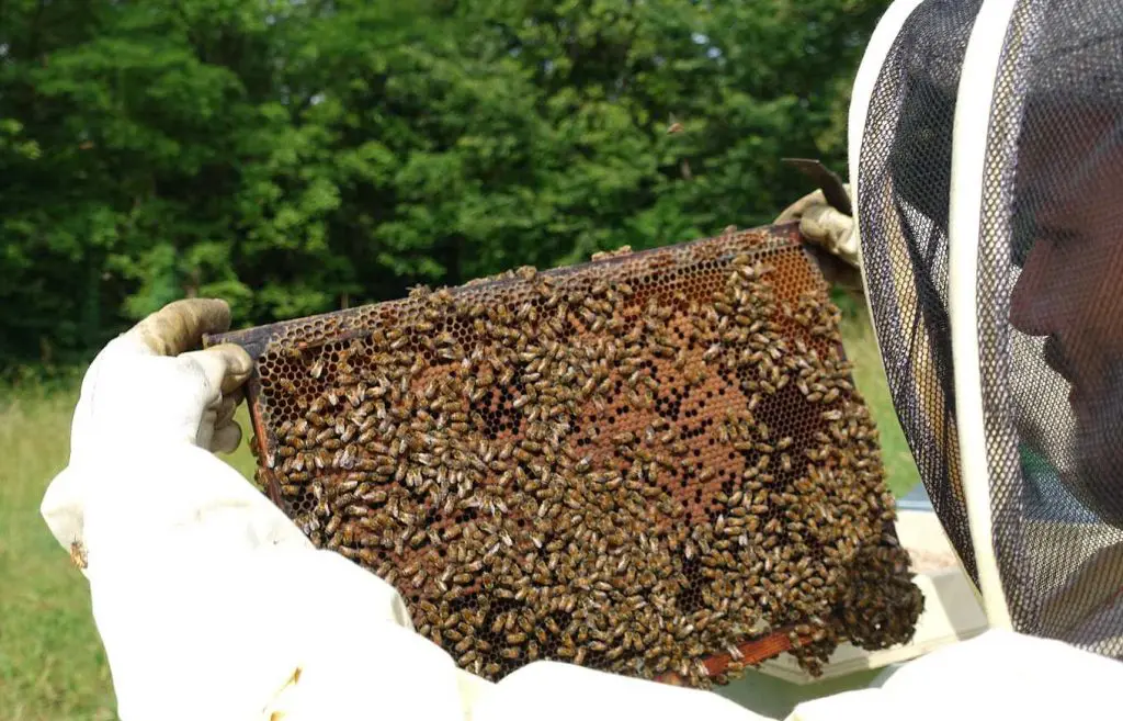 人类为了生存发展农业，可农业正在侵害蜜蜂
