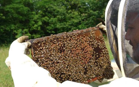 人类为了生存发展农业,可农业正在侵害蜜蜂