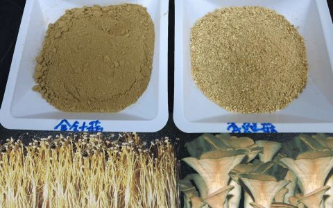 我们吃蘑菇切掉的根部,可能是家畜的绝好营养品