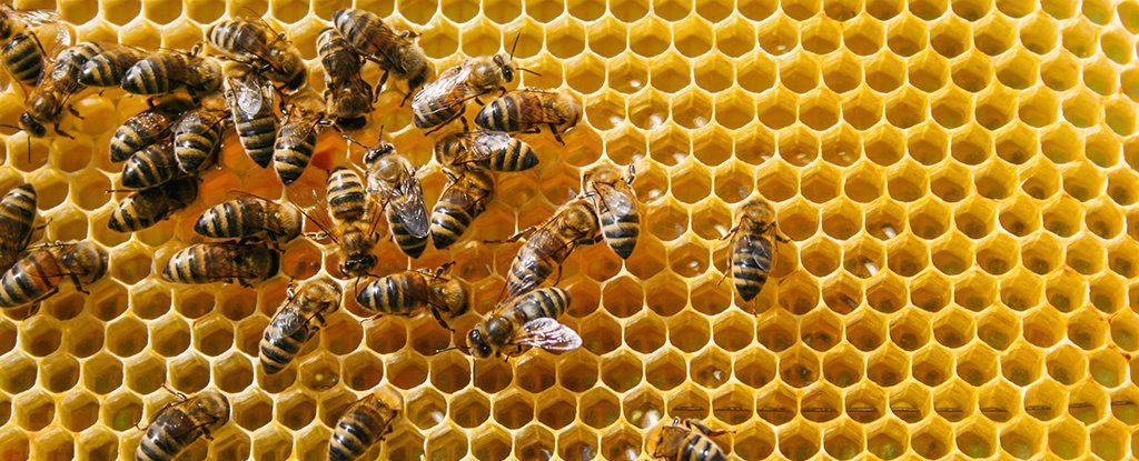 蜜蜂是一种奇特的生物,它们竟然知道0的意义