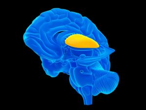 为何下午总感觉很疲倦:可能与大脑的“奖赏中心”有关