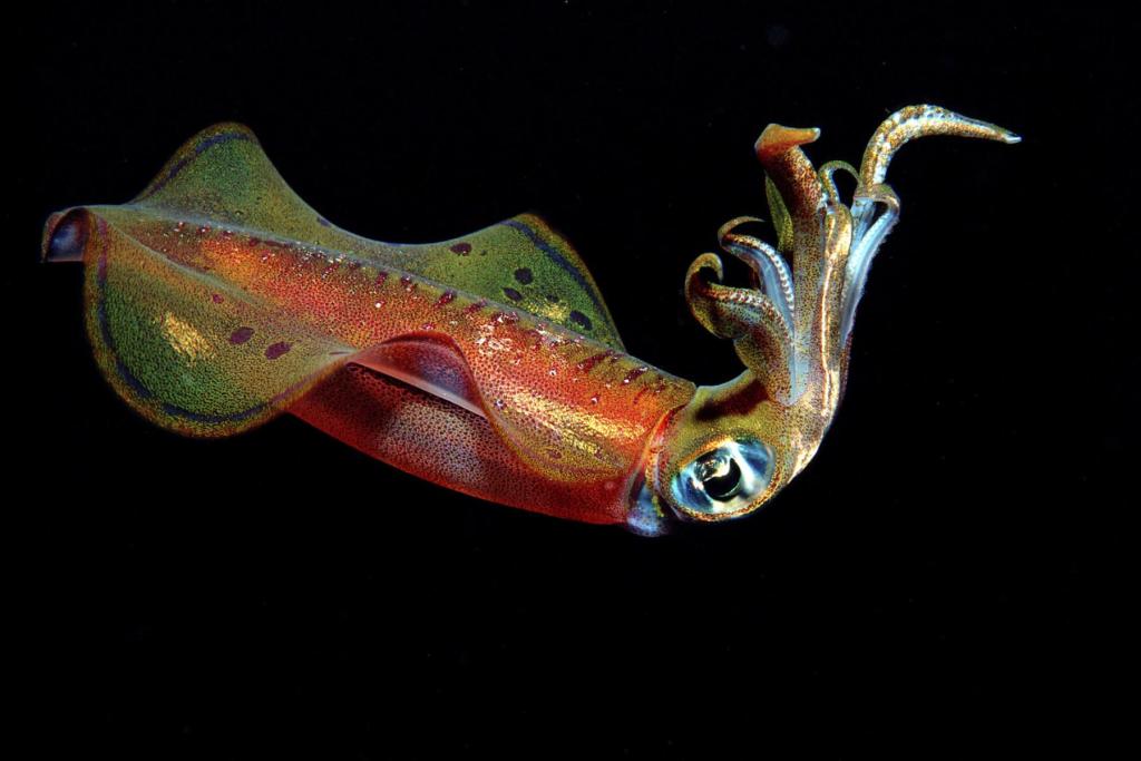 喜欢大眼美女,换成大眼鱿鱼呢?它拥有比人类更漂亮的眼睛