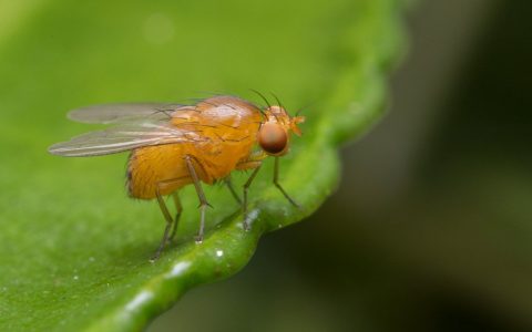 演化论的预测力：突变在果蝇翅演化中的作用