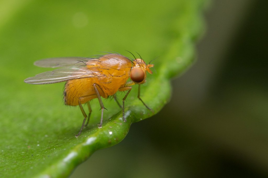 演化论的预测力:突变在果蝇翅演化中的作用