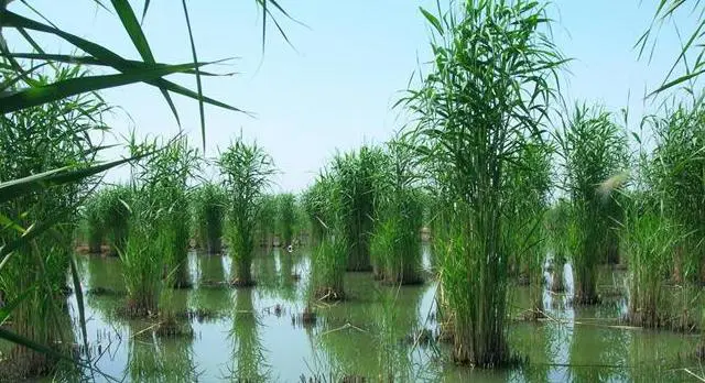 全球湖泊水生植被加剧退化 | 中国一周科技速览 #170917