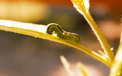 植物分泌的茉莉酸让害虫自相残杀