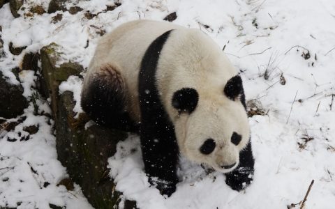 大熊猫依然濒危 | 中国一周科技速览 #171015