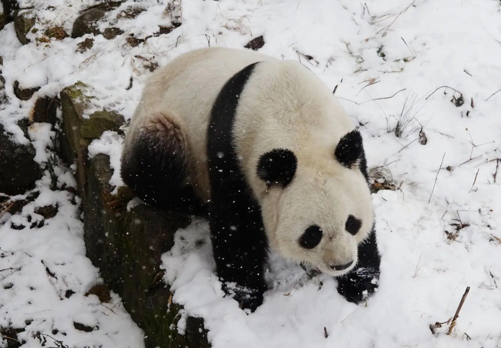 大熊猫依然濒危 | 中国一周科技速览 #171015