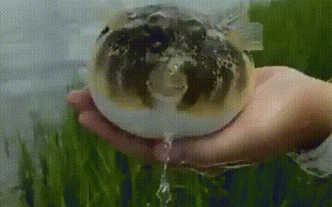 肚子里充满水的河豚鱼