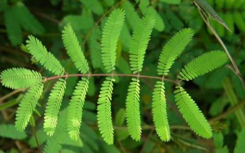 植物也会被麻醉?接触了乙醚的含羞草对外界的刺激毫无反应