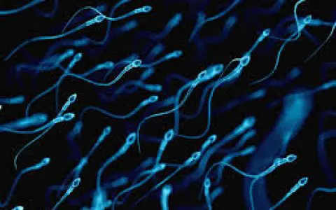 精子的活动性是如何影响生育的？