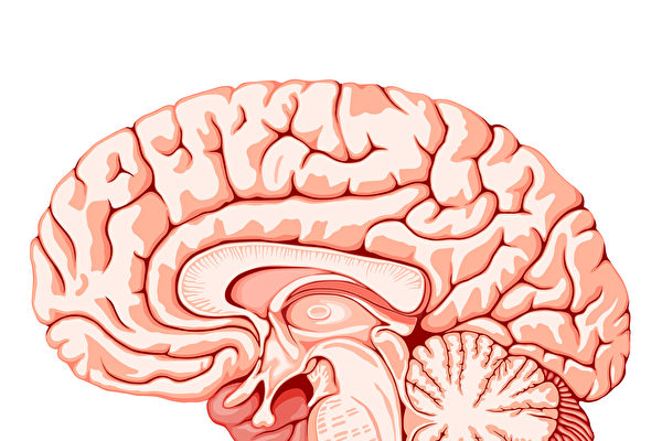 随着年龄的增长,不仅身体在衰老,大脑也是