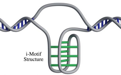i-Motif-structure