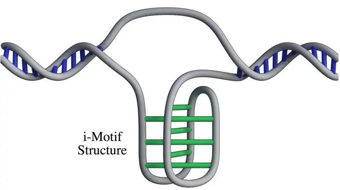 i-Motif-structure