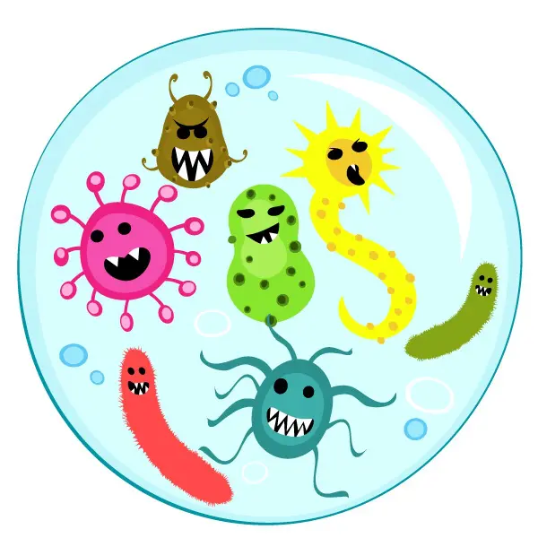 饮食习惯如何影响体内微生物