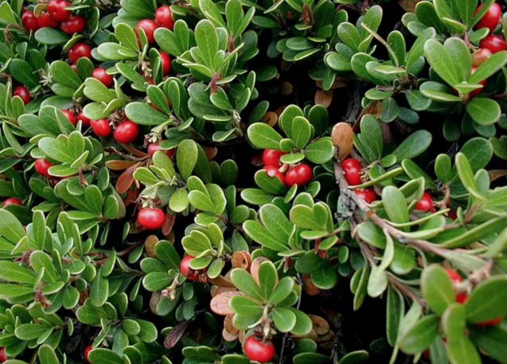 现今苔原气候带的植物：Bearberry