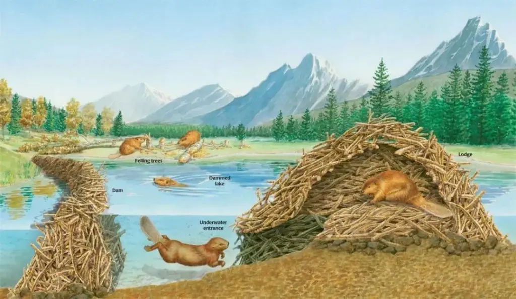 河狸修建的水坝和巢穴（巢穴的入口在水下）(来源：www.q-files.com）