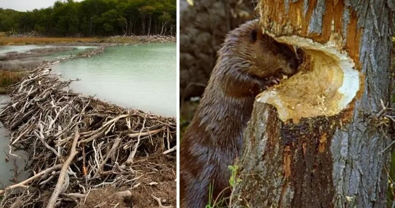 为了寻找住宅所需的建材，河狸在一夜之间可以将一颗大树放倒并肢解筑成水坝，这些水坝在防洪和生态方面发挥着重要作用（来源：PBS)