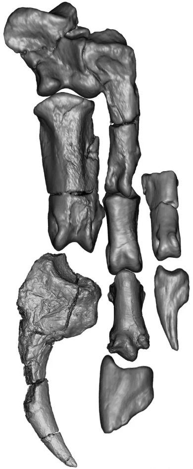 乌拉特半爪龙（Bannykus wulatensis）形态奇怪的手部（徐星供图）