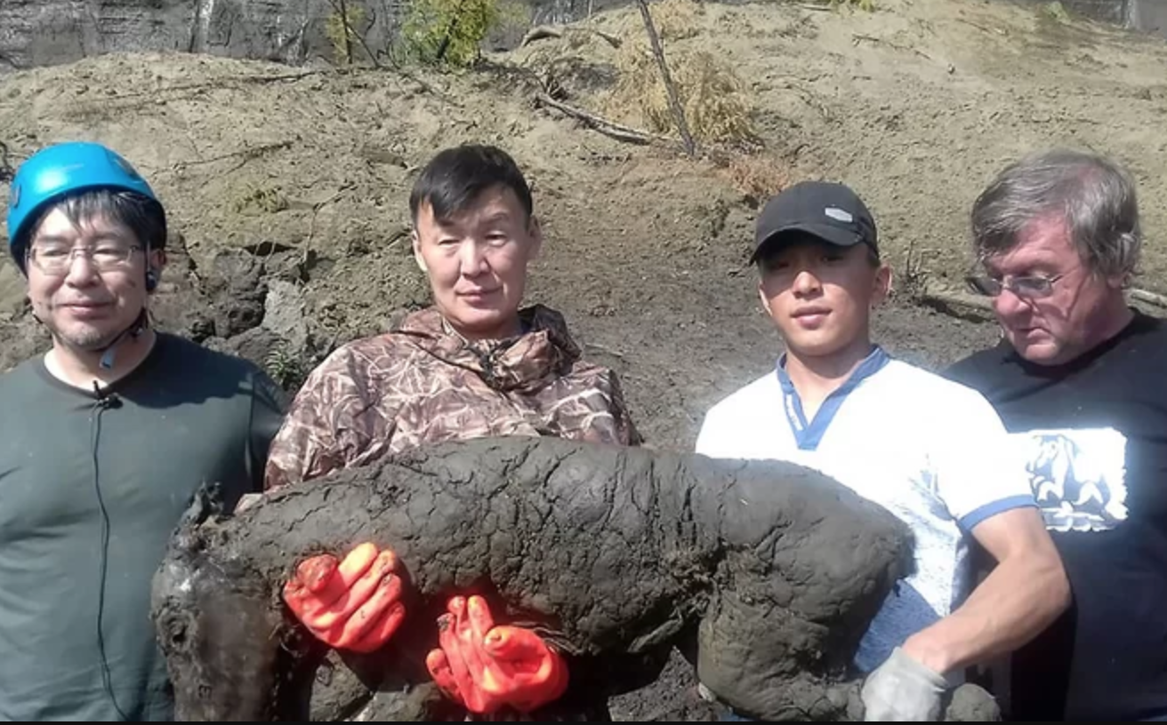 西伯利亚发现3万年前保存完好的小马驹
