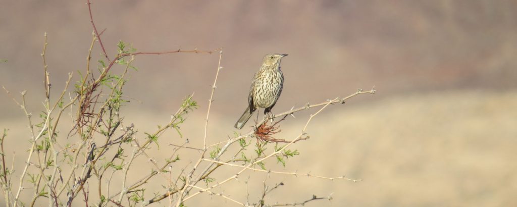 矗立在灌木上的高山矢嘲鸫。Credit: CHELSEA HOFMEIER