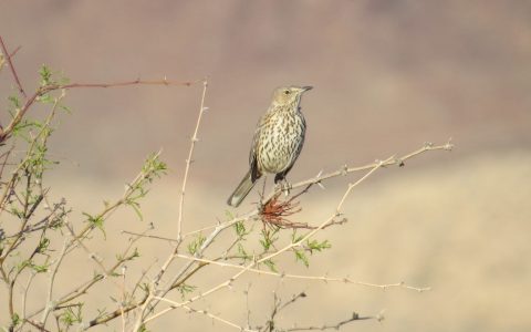 矗立在灌木上的高山矢嘲鸫。Credit: CHELSEA HOFMEIER