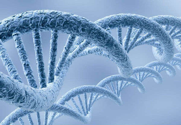 长寿基因编辑有望治疗血管损伤性疾病