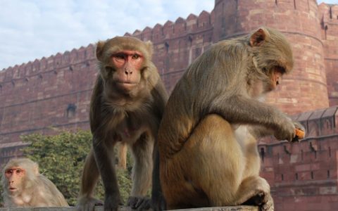 恒河猕猴