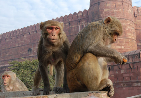 恒河猕猴