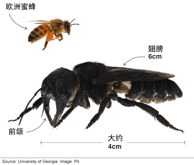 世界上最大的蜜蜂重现江湖