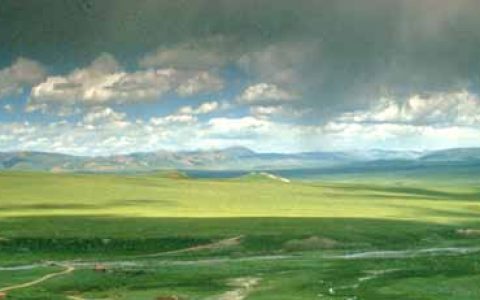 青藏高原植物生长秘籍