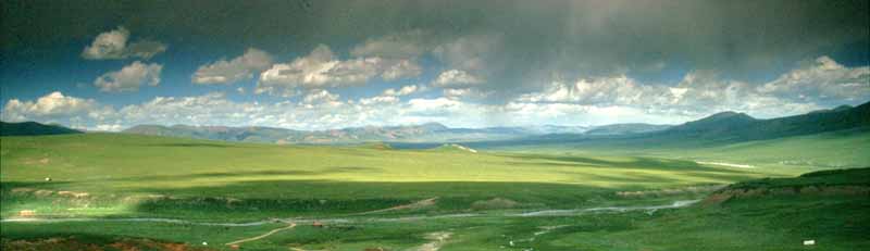 青藏高原植物生长秘籍