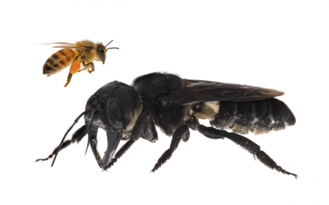 世界上最大的蜜蜂重现江湖