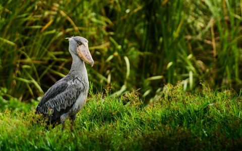 鲸头鹳:令人怀疑真实存在的大鸟