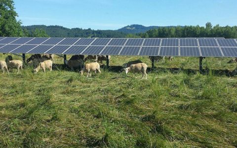 sheep_grazing_under_array_2