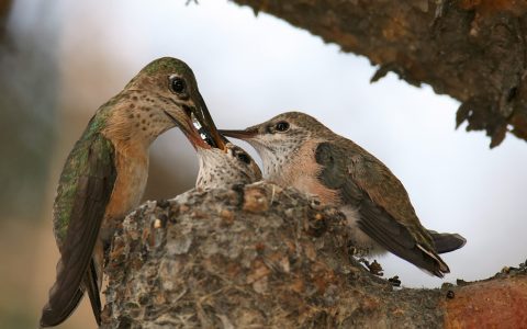 寂静之空: 近五十年来有数十亿北美鸟类消失