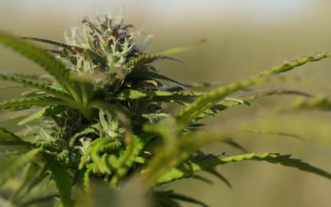 长期抽大量大麻会大幅提高罹患睪丸癌的风险