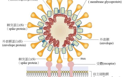 什么是冠状病毒 ? 专业学者解释不同的 冠状病毒