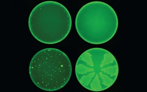 人工智能助力寻找超级细菌的抗生素