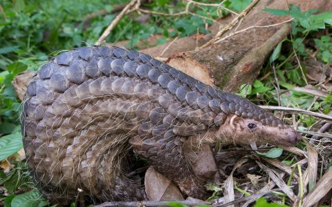 多项研究表明, 穿山甲 不太可能是 新型冠状病毒 的中间宿主