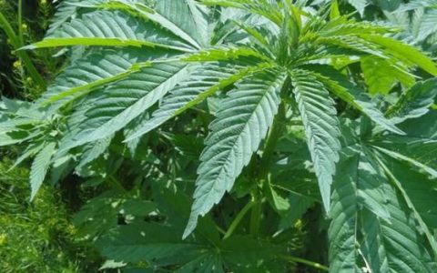 科学家想利用改良的大麻来杀死癌细胞