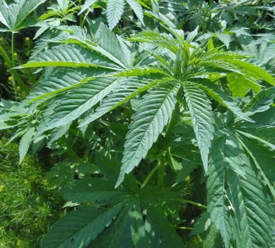 科学家想利用改良的大麻来杀死癌细胞